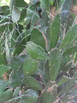 Image of Brazilian pricklypear