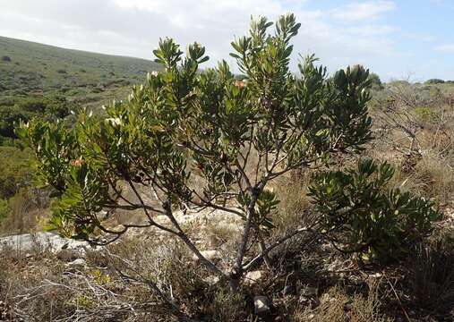 Plancia ëd Protea obtusifolia Buek ex Meissn.