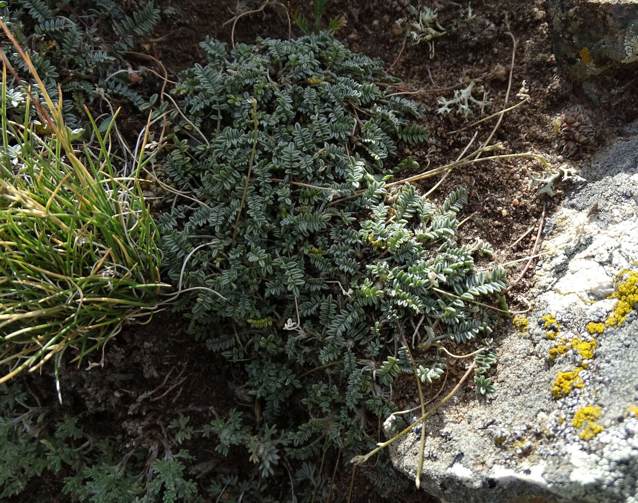 Image of Astragalus filiformis (DC.) Poir.