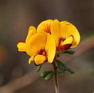 Sivun Pultenaea scabra R. Br. kuva