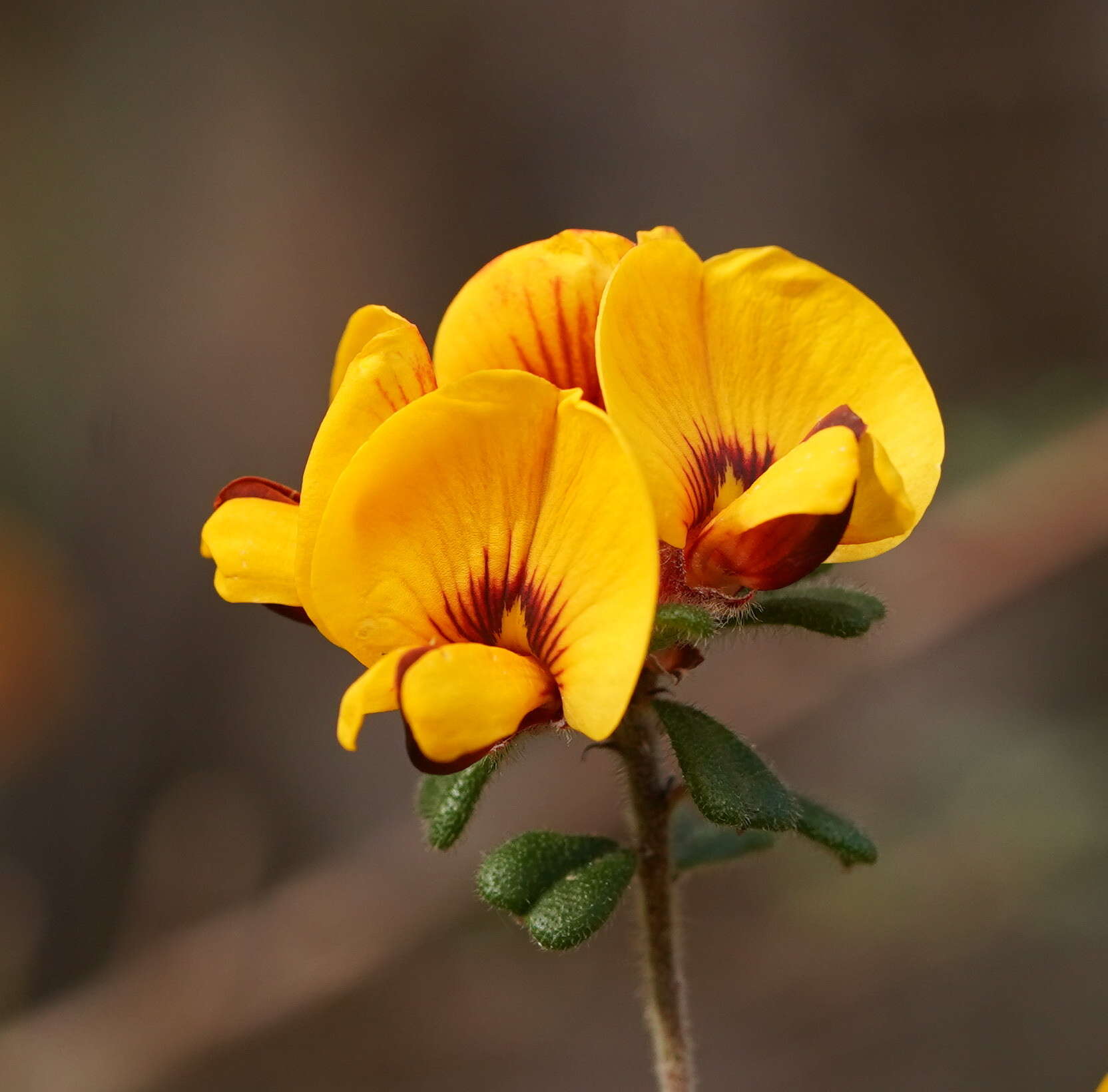 Sivun Pultenaea scabra R. Br. kuva