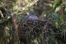 Image of Rufous-thighed Kite