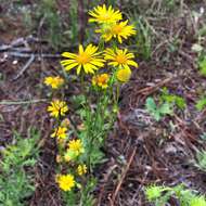 Image of scrubland goldenaster