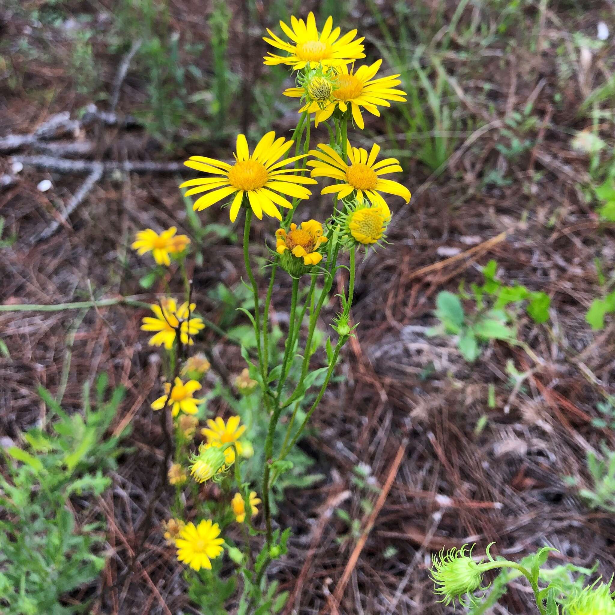 Image of scrubland goldenaster