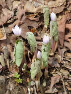 Image of bloodroot