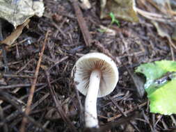 Image of Inocybe sindonia (Fr.) P. Karst. 1879