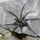 صورة Pardosa blanda (C. L. Koch 1833)