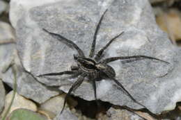 Pardosa blanda (C. L. Koch 1833) resmi