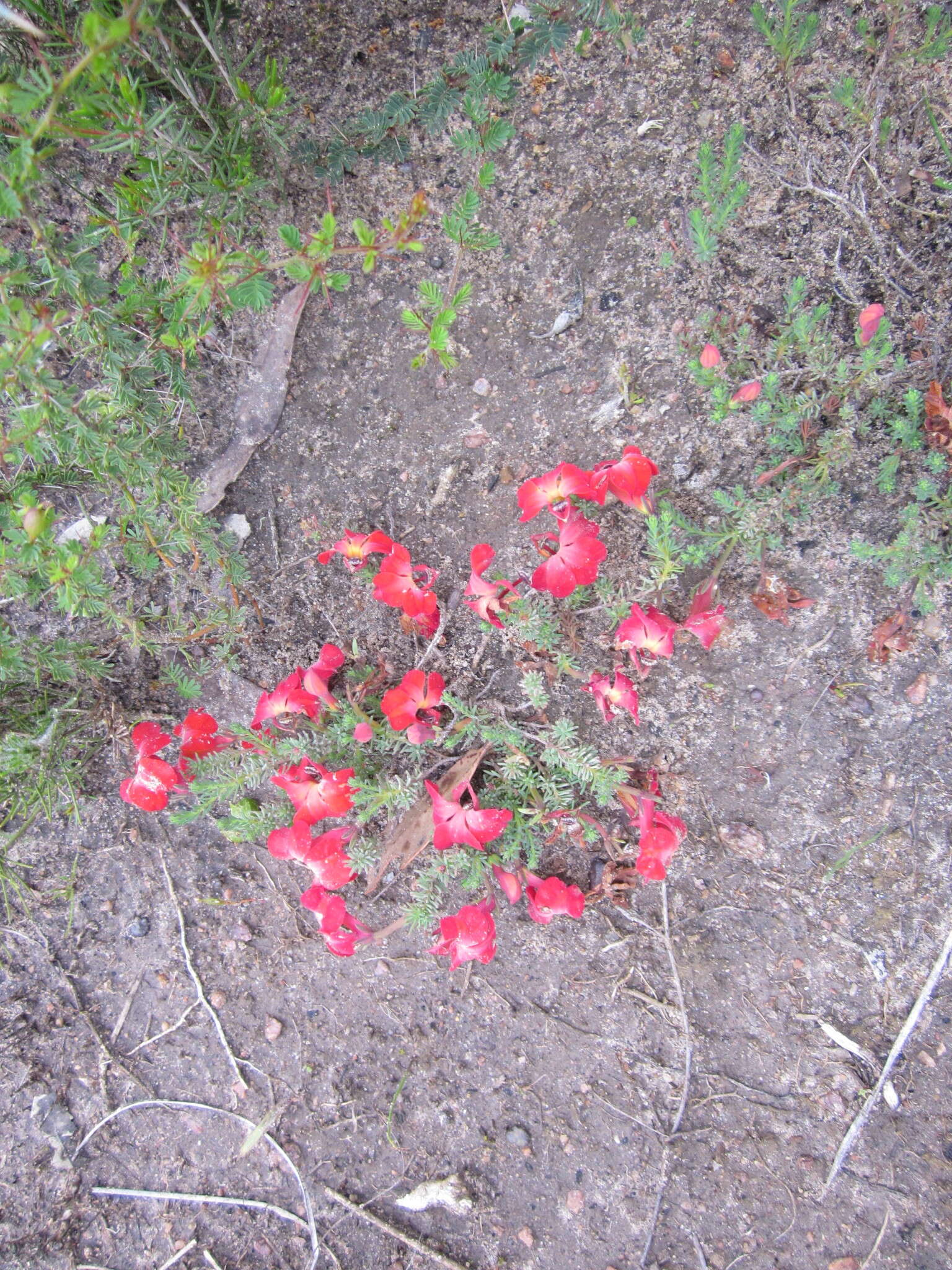 Image of Red Leschenaultia