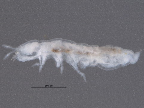 Image of blind springtails