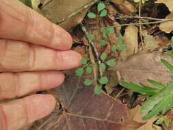 Image of Arkansas meadow-rue