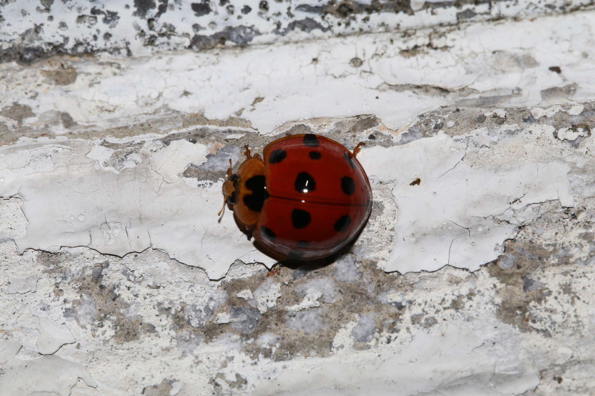 Image of Ladybird beetle