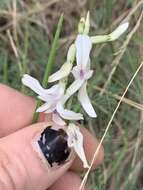 Sivun Astragalus conjunctus S. Wats. kuva