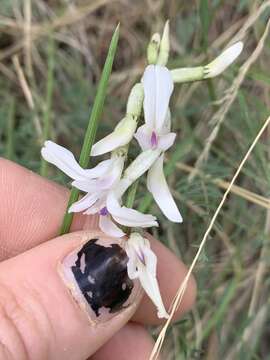 صورة Astragalus conjunctus S. Wats.