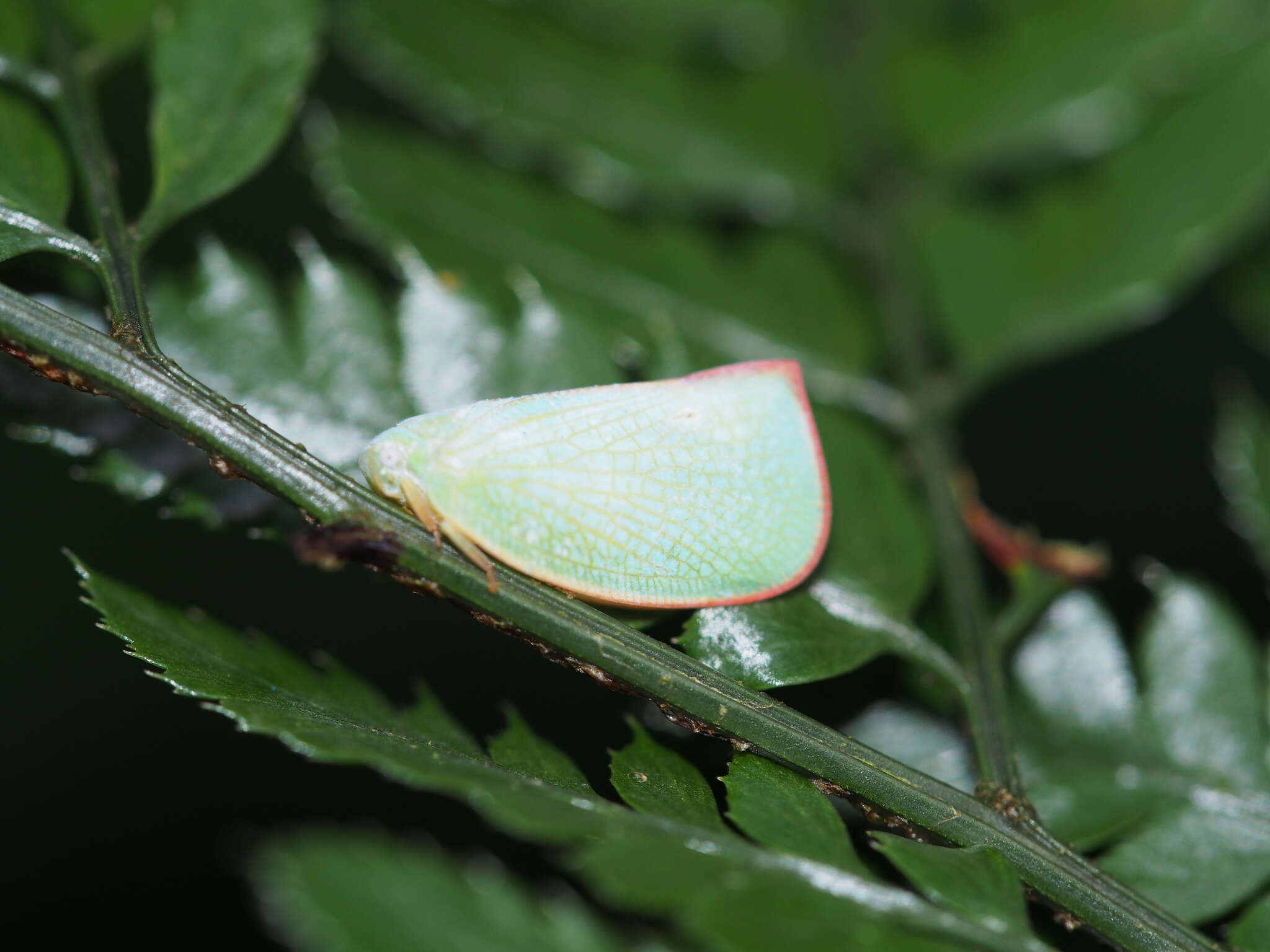 Image of Geisha distinctissima (Walker 1858)