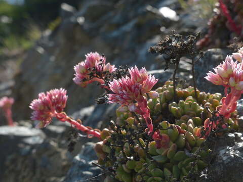 Image of roseflower stonecrop