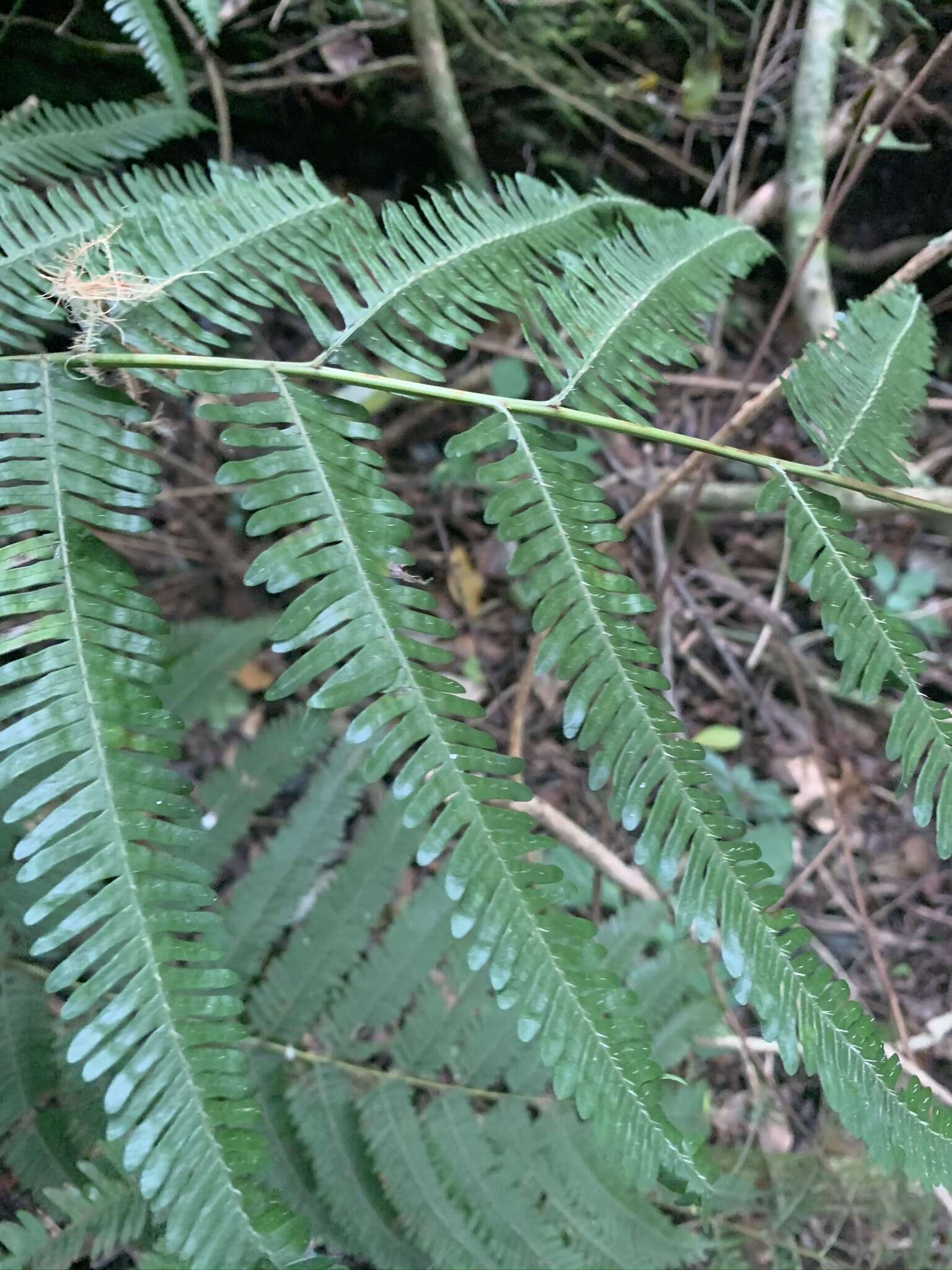 Image of Pteris catoptera Kunze