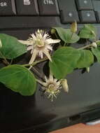 Passiflora pavonis Mast.的圖片