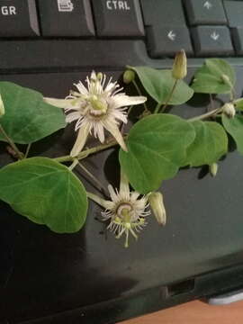 Passiflora pavonis Mast.的圖片