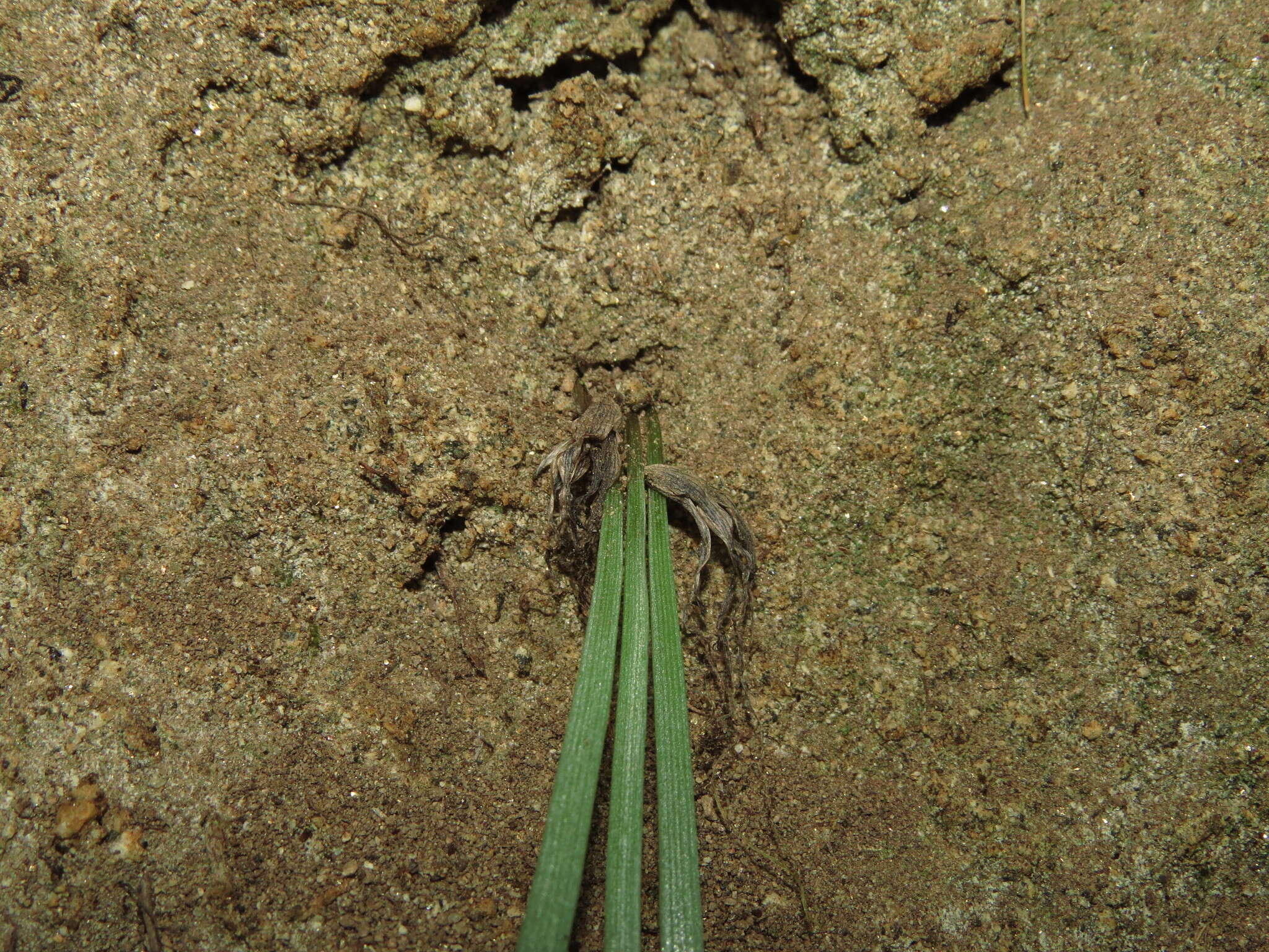 Image of Miersia humilis