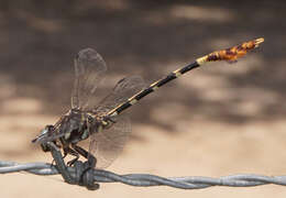 Image of Five-striped Leaftail