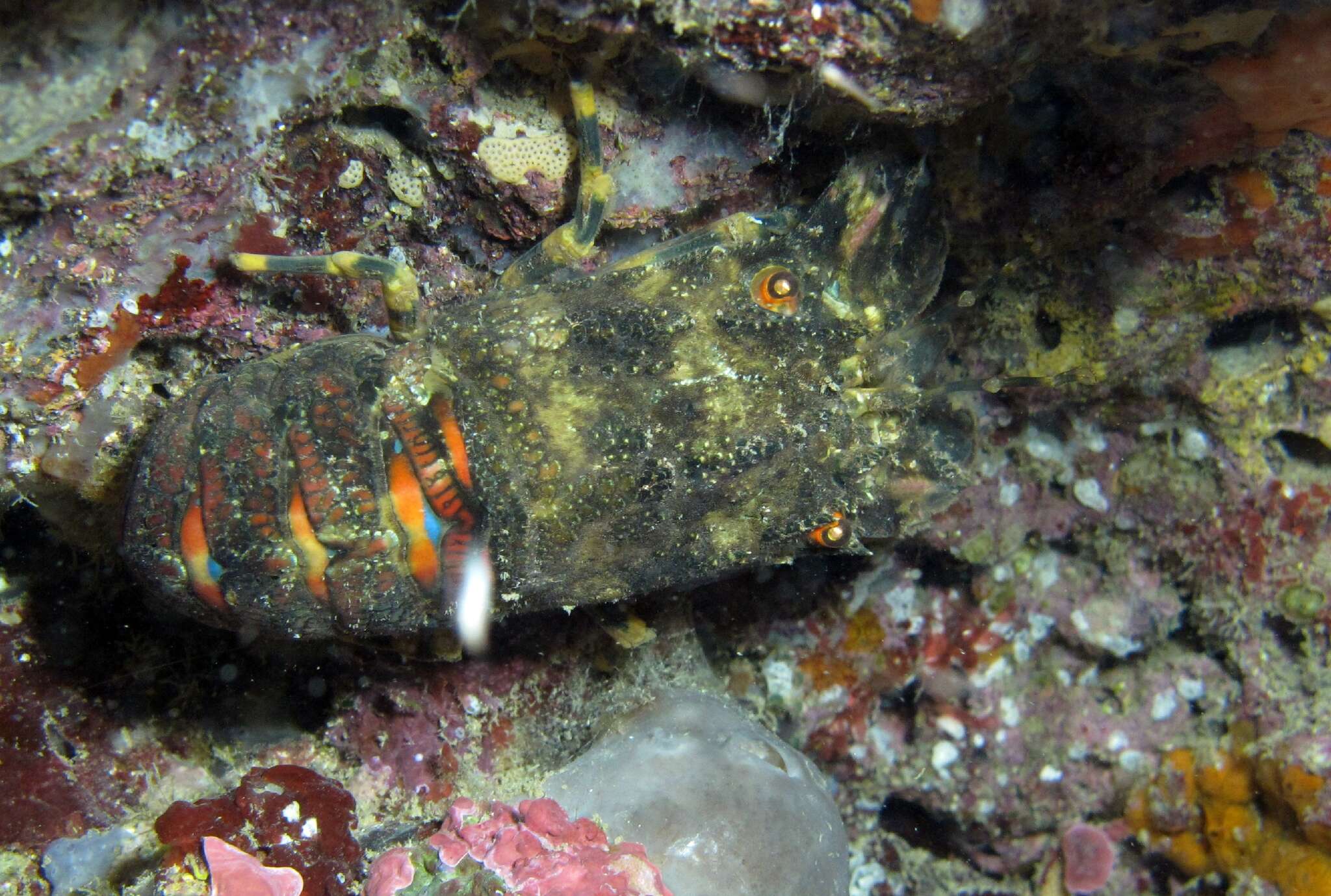 Image of Small European Locust Lobster