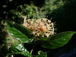 Imagem de Uncaria lanosa var. appendiculata (Benth.) Ridsdale