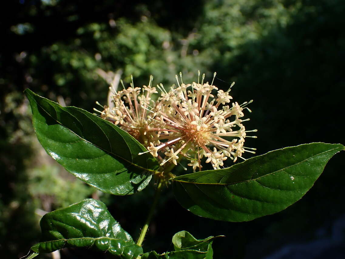 Image of Uncaria lanosa var. appendiculata (Benth.) Ridsdale