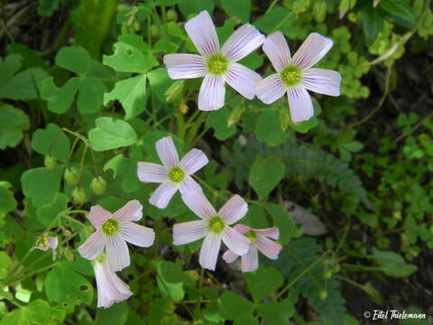 Imagem de Oxalis rosea Jacq.