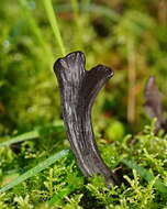 Image of Clavulina tasmanica (Berk. ex Cooke) Corner 1950