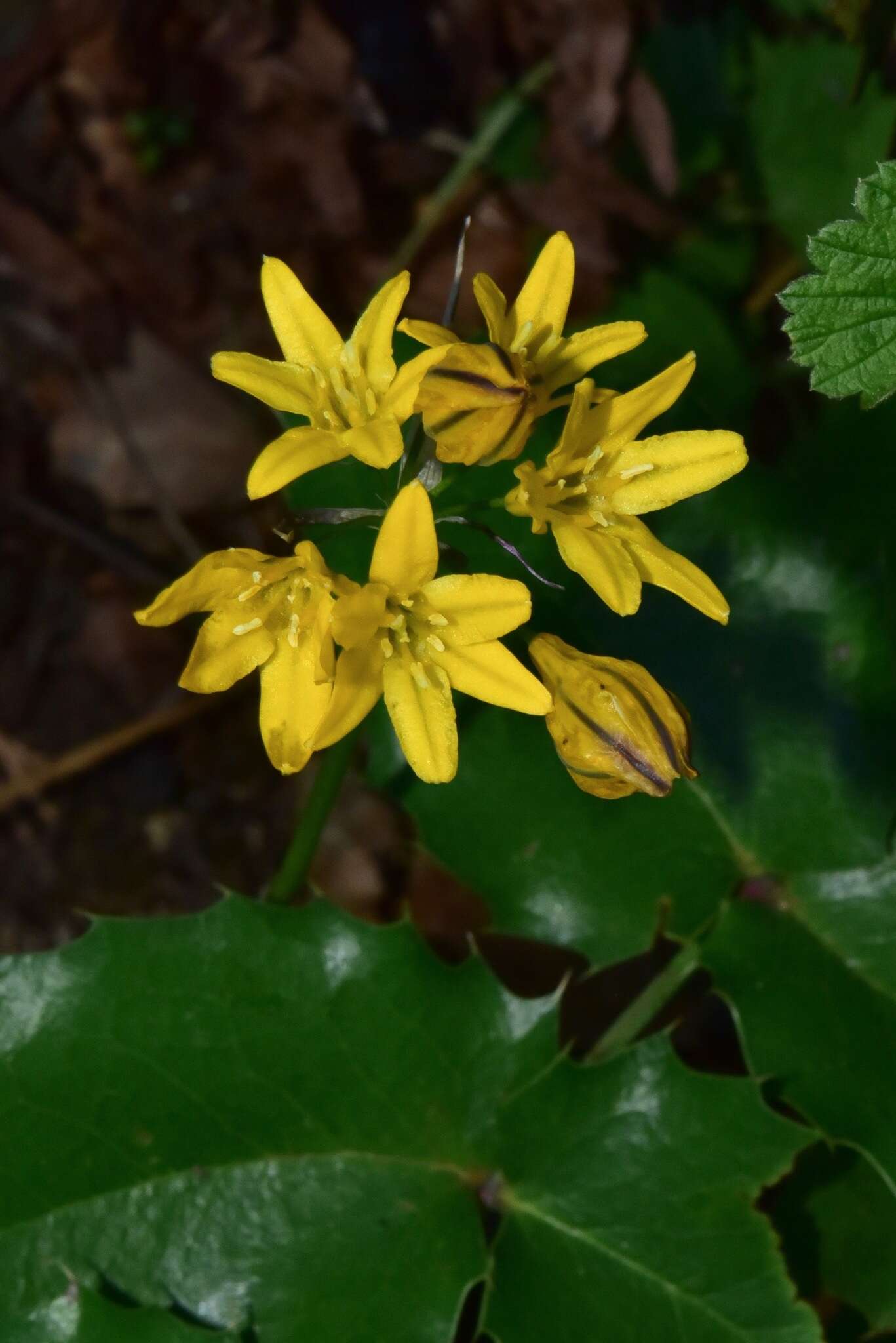 Image of yellow triteleia