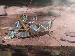 Plancia ëd Staleochlora arcuata iguazuensis Roberts, H. R. & Carbonell 1992