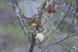 Image of Peucetia lucasi (Vinson 1863)