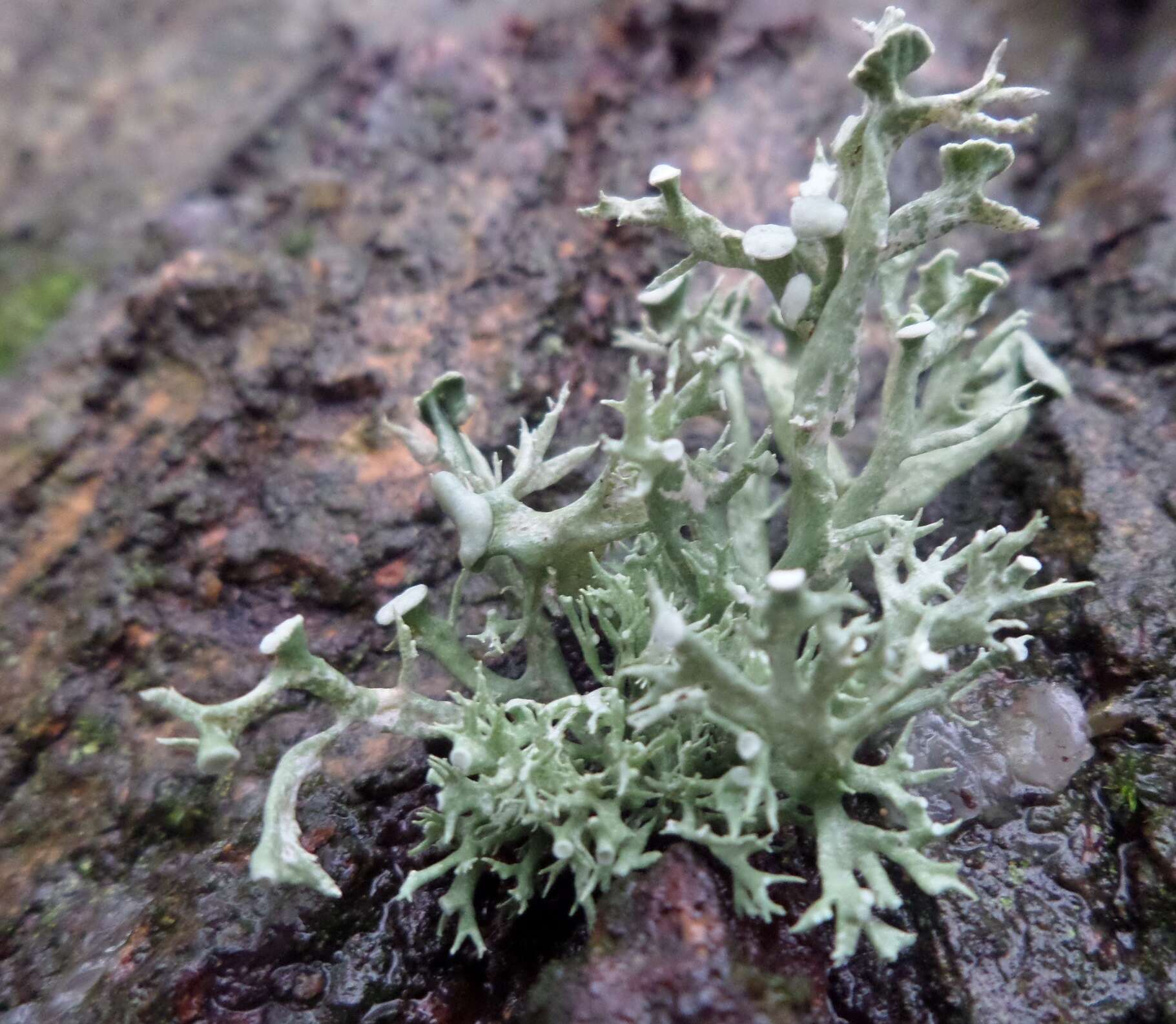 Image of Cartilage lichen