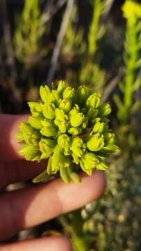 Image of <i>Tylecodon cacalioides</i>