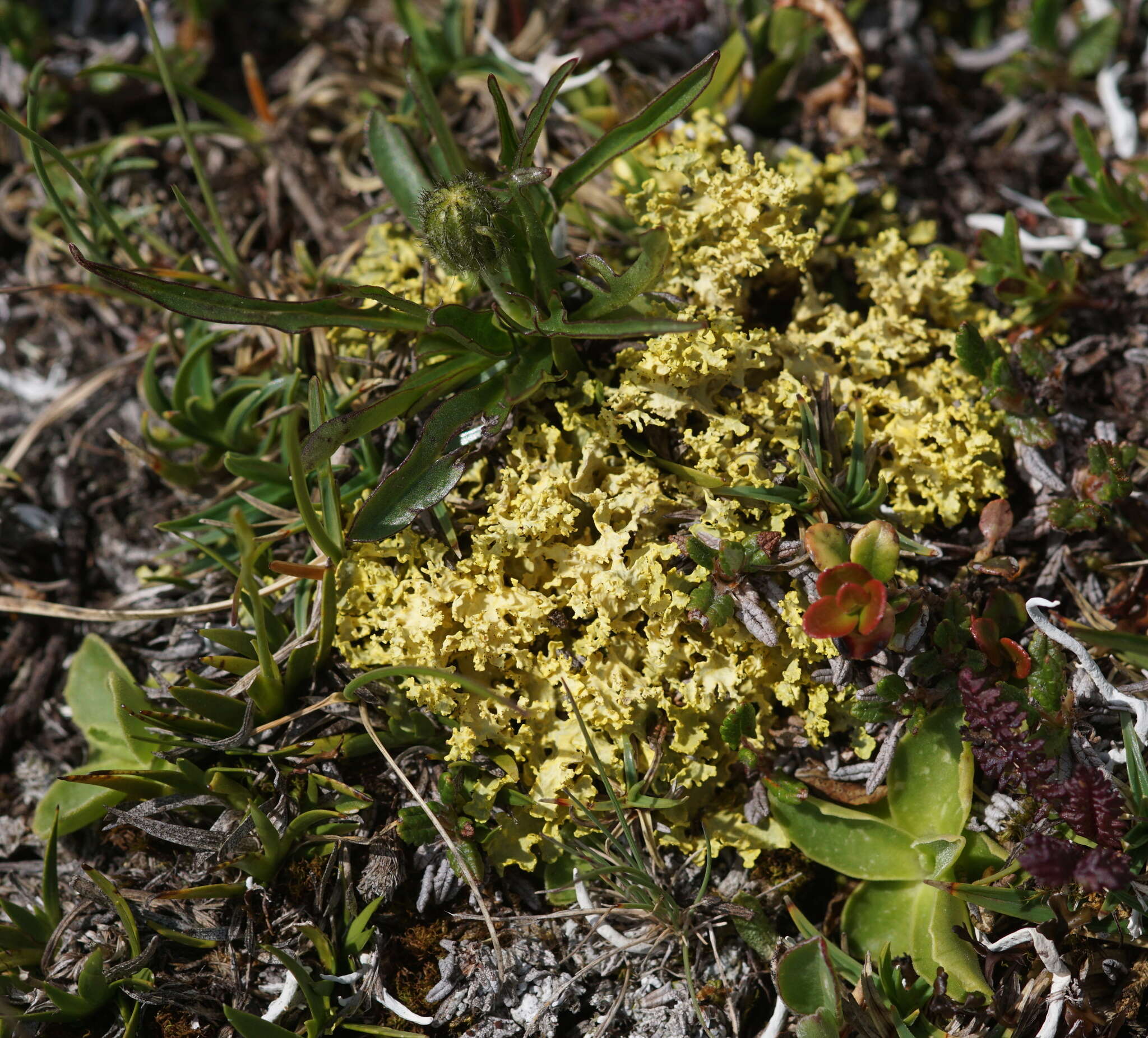 Image of Vulpicida tubulosus (Schaer.) J.-E. Mattsson & M. J. Lai