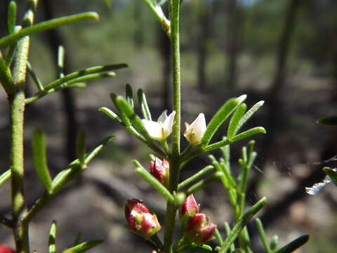 Image of Cyanothamnus occidentalis