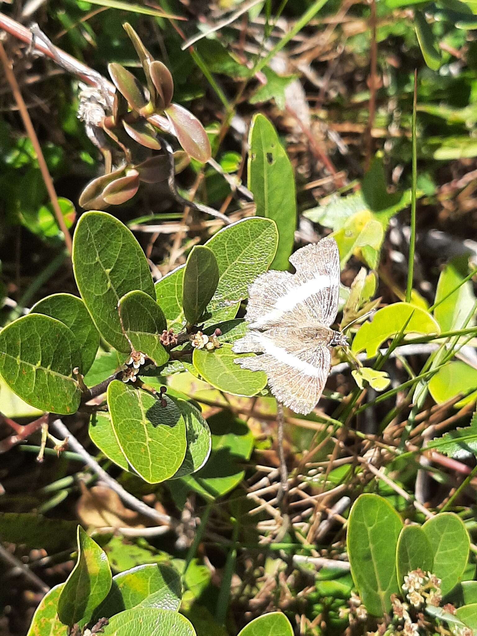 Sophista latifasciata Spitz 1930 resmi