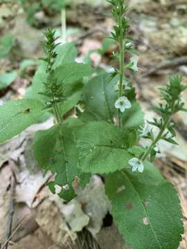 Image of Veronica officinalis var. officinalis