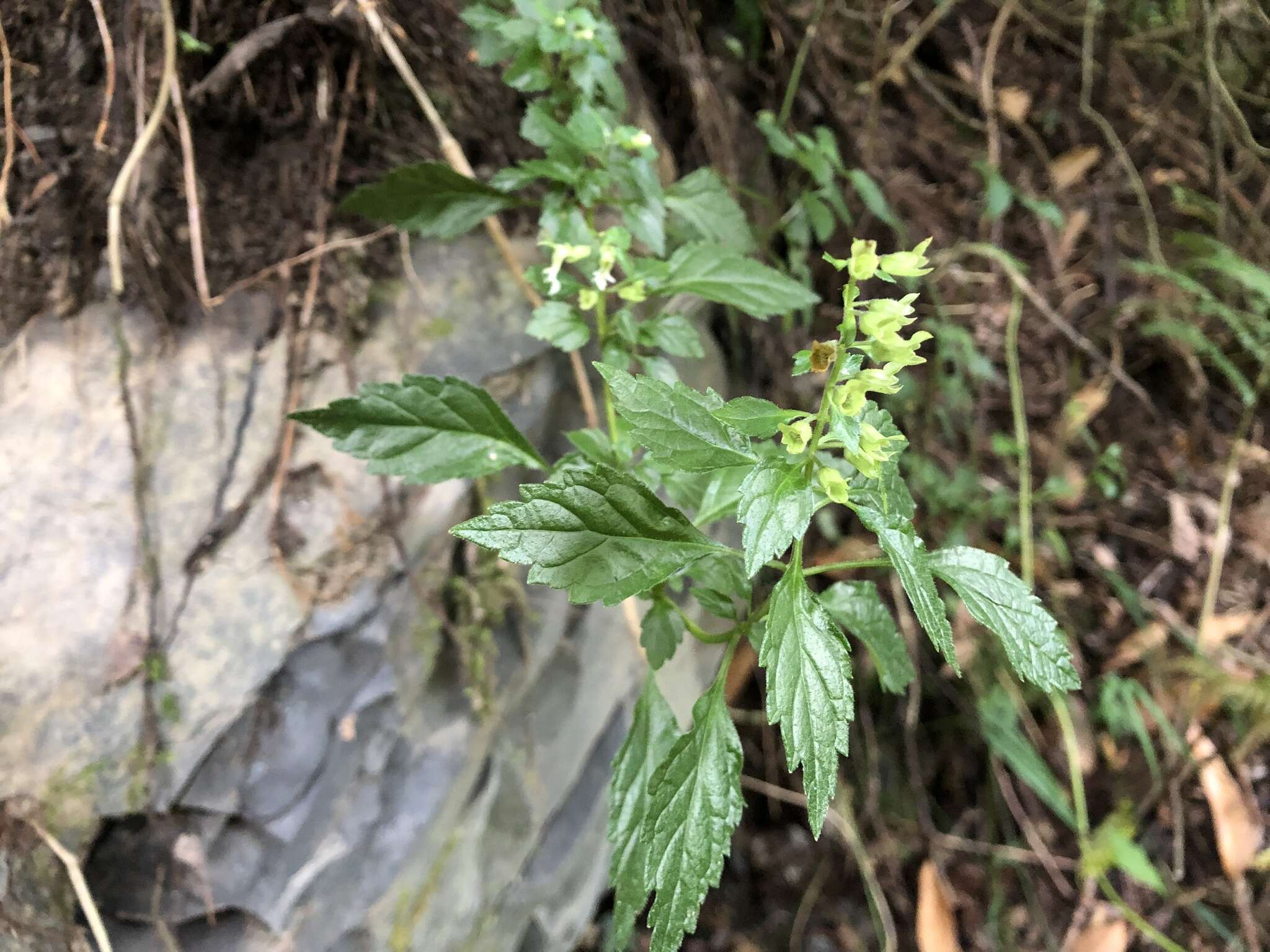 Sivun Teucrium bidentatum Hemsl. kuva