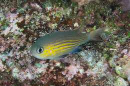 Sivun Chromis vanderbilti (Fowler 1941) kuva