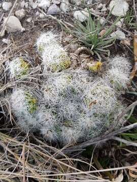 Image of Mammillaria kraehenbuehlii (Krainz) Krainz