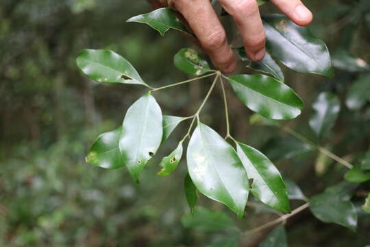 Plancia ëd Olea capensis subsp. macrocarpa (C. H. Wright) I. Verd.