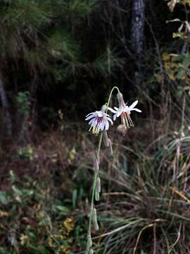 Image of Slender Rattlesnake-Root