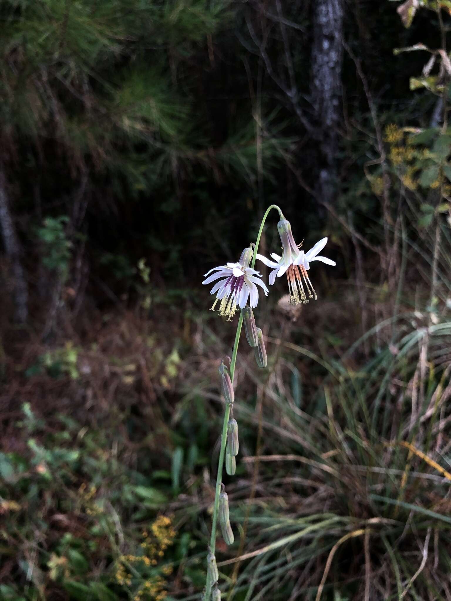 Image de Nabalus autumnalis (Walt.) Weakley