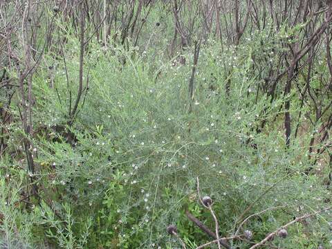 Image of Psoralea axillaris L. fil.