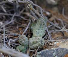 Image de Ceropegia longipes (N. E. Br.) Bruyns