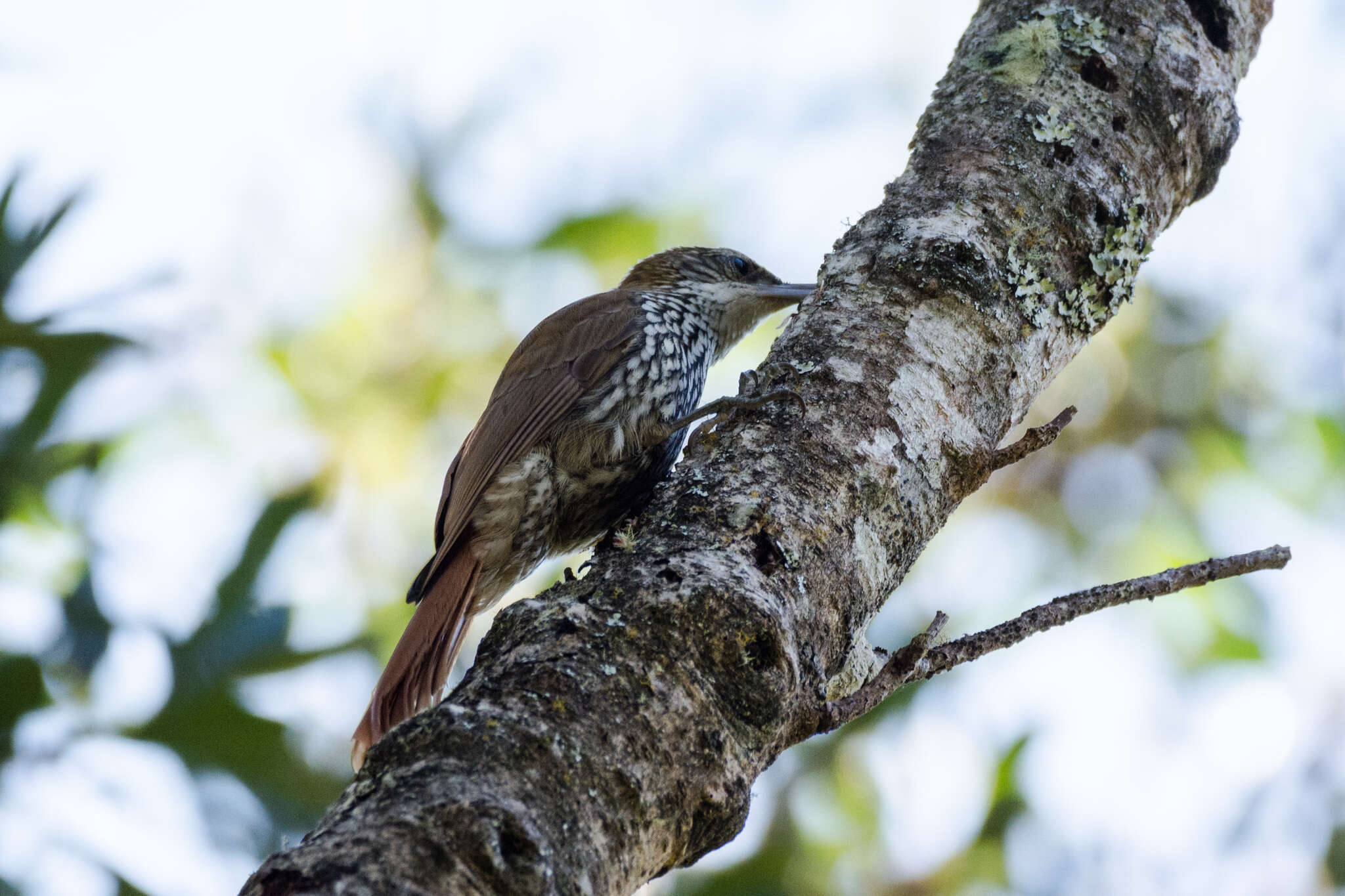 Image of Scaled Woodcreeper