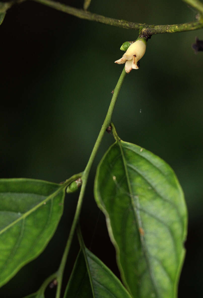 Diospyros iturensis (Gürke) Letouzey & F. White的圖片