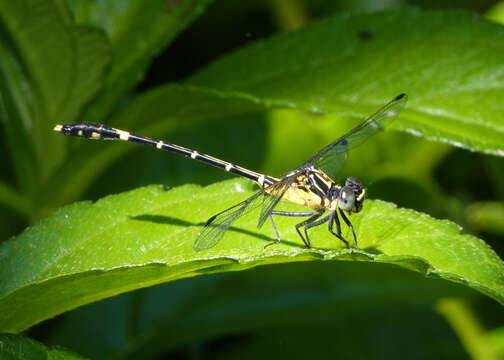 Imagem de Austrogomphus prasinus Tillyard 1906